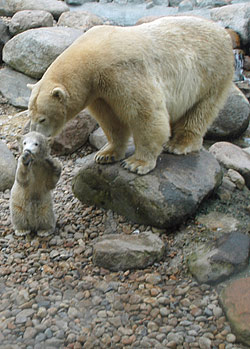 Aalborg Zoo kort x klub com Aalborg Zoo kort x klub com